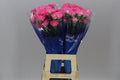 Farm Fresh Carnation Tonic Golem (Bunch of 20 stems, Length 70cm)