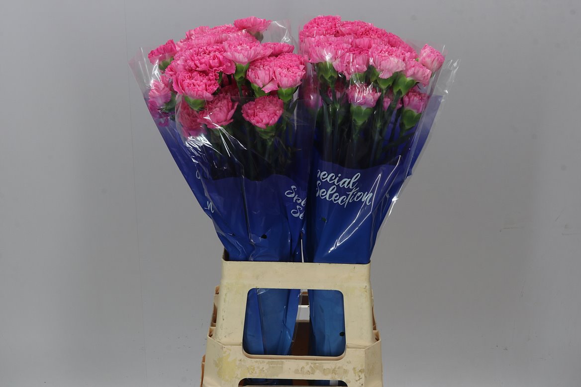 Farm Fresh Carnation Tonic Golem (Bunch of 20 stems, Length 70cm)