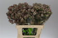 Farm Fresh Astrantia Star Of Africa (bunch of 25 stems, length 70cm)