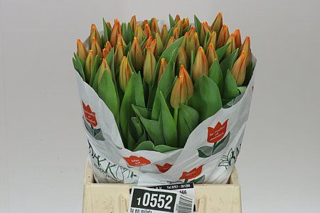 Farm Fresh Tulipa En Milatz( Bunch of 50stems, Length 45cm)