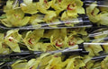 Farm Fresh Orchids/Cymbidium Tak Golden Fleece(Bunch of 1unit, Length 50cm)