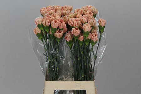 Farm Fresh Carnation Hony Terra (Bunch of 25stems, Length 70cm)