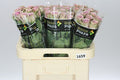 Farm Fresh Rosa Gr Samantha S Bridal (Bunch of 10stems, Length 60cm)