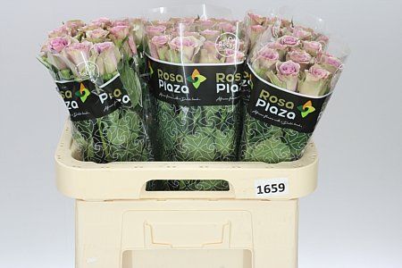 Farm Fresh Rosa Gr Samantha S Bridal (Bunch of 10stems, Length 60cm)