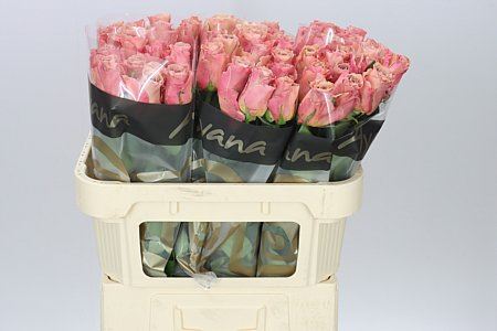 Farm Fresh Rosa Gr Moccachino(Bunch of 10 stems, Length 70cm)