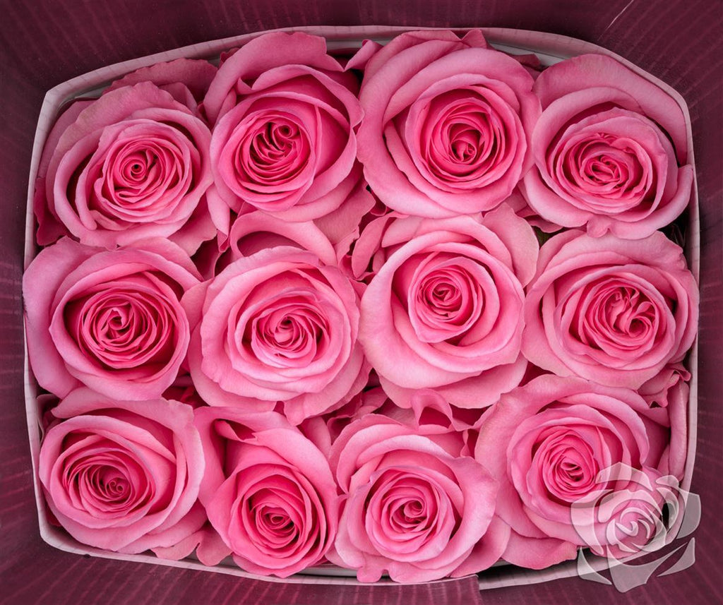 Farm Fresh Rosa Ecuadorian Gr opala (Bunch of 25 stems, Length 50cm)