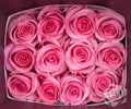 Farm Fresh Rosa Ecuadorian Gr opala (Bunch of 25 stems, Length 50cm)