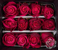 Farm Fresh Rosa Ecuadorian Gr Cherry O(Bunch of 25 stems, length 60cm)