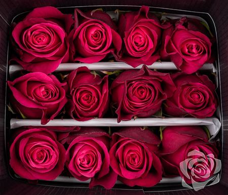 Farm Fresh Rosa Ecuadorian Gr Cherry O(Bunch of 25 stems, length 60cm)