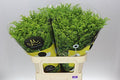 Farm Fresh Soli Golden Glory (Bunch of 25 stems, Length 80cm)
