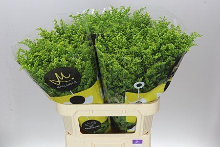 Farm Fresh Soli Golden Glory (Bunch of 25 stems, Length 80cm)