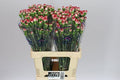 Farm Fresh Spray Carnations Minueto(Bunch of 25 stems, Length 60cm)