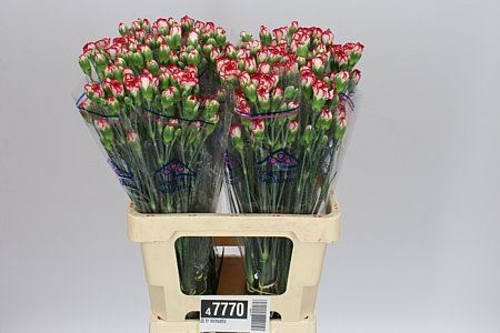 Farm Fresh Spray Carnations Minueto(Bunch of 25 stems, Length 60cm)