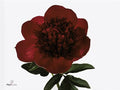 Farm Fresh Paeonia Red Charm(Bunch of 10stems, Length 50cm)