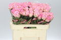 Farm Fresh Rosa Gr Jessika(Bunch of 10 stems, Length 60cm)