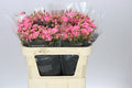 Farm Fresh Rosa Tr Baby Pink Yo- Yo(Bunch of 10 stems, Length 70cm)