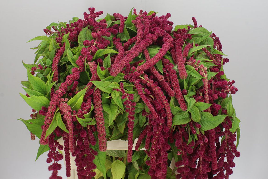 Farm Fresh Amaranthus Ca Rosary(Bunch of 10 Stems, Length 80cm)