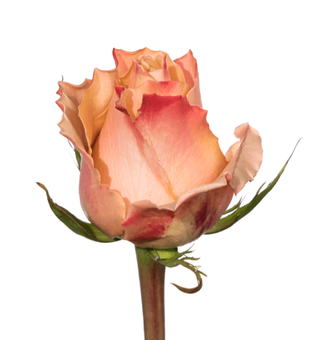 Farm Fresh Rosa Ecuadorian Gr Carpediem(Bunch of 25 stems, Length 50cm)