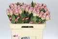 Farm Fresh Rosa Gr Memory Lane(Bunch of 10stems, Length 60cm)