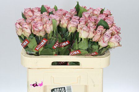 Farm Fresh Rosa Gr Memory Lane(Bunch of 10stems, Length 60cm)