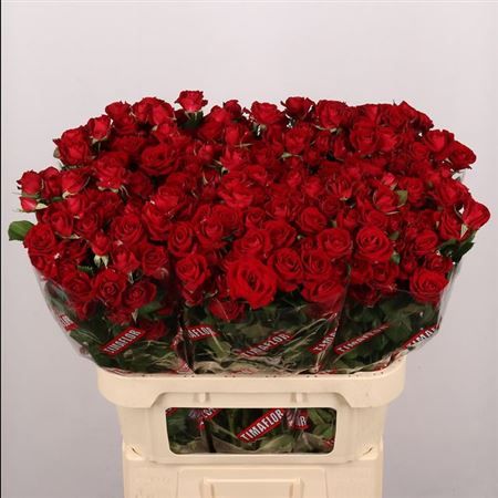 Farm Fresh Rosa Tr Dominica(Bunch of 10 stems, Length 80cm)