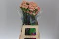 Farm Fresh Carnations Caramel(Bunch of 20 stems, Length 70cm)