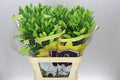 Farm Fresh Lilium Longifl.x Aziat Nashville 5+(Bunch of 10stems,Length 90cm)