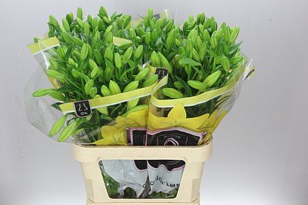 Farm Fresh Lilium Longifl.x Aziat Nashville 5+(Bunch of 10stems,Length 90cm)