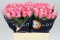 Farm Fresh Rosa Gr Ramonda(Bunch of 10stems, Length 60cm)