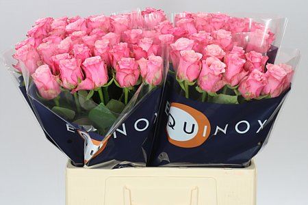 Farm Fresh Rosa Gr Ramonda(Bunch of 10stems, Length 60cm)