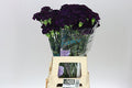Farm Fresh Carnation Moonvista (Bunch of 20stems, Length 70cm)