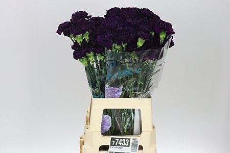 Farm Fresh Carnation Di St Moonvista (Bunch of 20stems, Length 70cm)