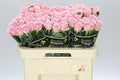 Farm Fresh Rosa Gr Heaven (Bunch of 10 stems, Length 60cm)