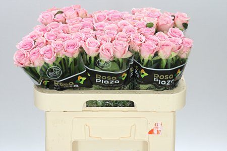 Farm Fresh Rosa Gr Heaven (Bunch of 10 stems, Length 60cm)
