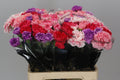 Farm Fresh Carnation Mix Pink(Bunch of 20 stems, Length 60cm)