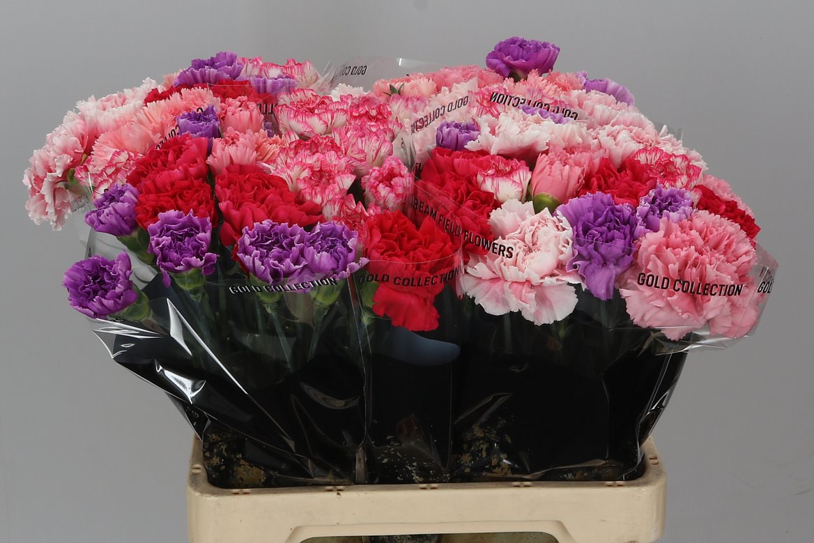 Farm Fresh Carnation Mix Pink(Bunch of 20 stems, Length 60cm)