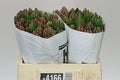 Farm Fresh Hyacinthus Orientalis Anna Liza (Bunch of 25stems, Length 30cm)