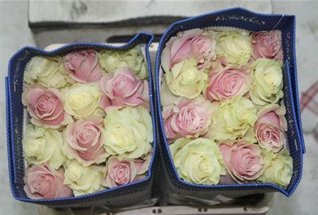 Farm Fresh Rosa Ecuadorian Rainbow Mondial- Pink M(Bunch of 25 stems, length 50cm)