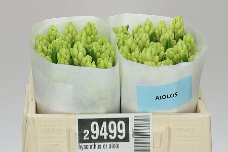 Farm Fresh Hyacinthus Orientalis Aiolos (Bunch of 25stems, Length 30cm)