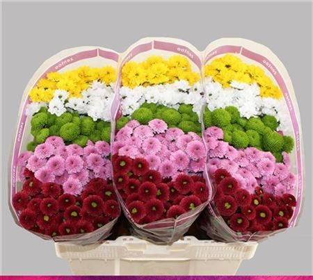 Farm Fresh Santini Mixed (Bunch of 25 stems, Length 55)