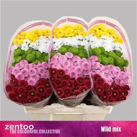 Santani Mixed(Bunch of 25 stems, Length 50-60cm)