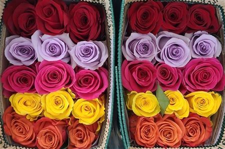Farm Fresh Rosa Ecuadorian Online Bright Color(Bunch of 25 stems, length 50cm)