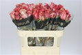 Farm Fresh Rosa Gr Vintage(Bunch of 10 stems, Length 70cm)