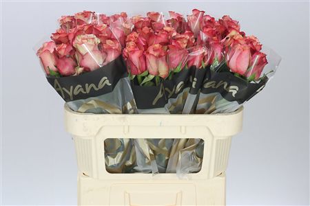 Farm Fresh Rosa Gr Vintage(Bunch of 10 stems, Length 70cm)