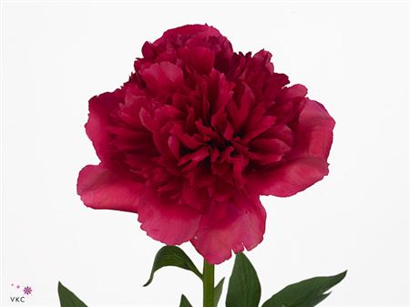 Farm Fresh Paeonia Command Performance (Bunch of 10stems, Length 55cm)