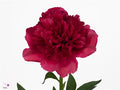 Farm Fresh Paeonia Command Performance (Bunch of 10stems, Length 55cm)
