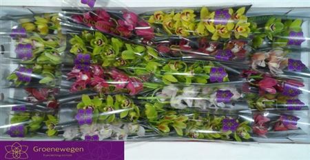 Farm Fresh orchid/Cymbidium Mi Gemengd By Box (Box of 20 stems, Length 50cm)