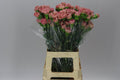 Farm Fresh Carnation Legal Pink (Bunch of 20 stems, Length 70cm)