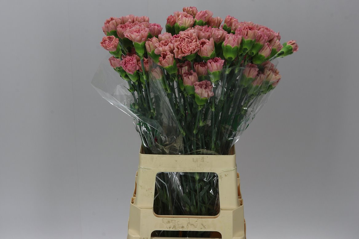 Farm Fresh Carnation Legal Pink (Bunch of 20 stems, Length 70cm)