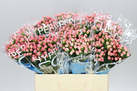 Farm Fresh Hypercium Coco Casino(Bunch of 10stems, Length 70cm)
